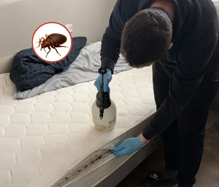 Technicien traitant un matelas contre les punaises de lit à Esbly